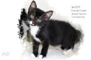 A043397BWpic3.jpeg