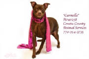 TX-7CarmellaA040258pic2.jpg