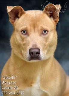 A-12LincolnA034555pic1.jpg