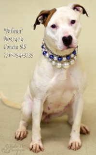 A-4AthenaA037424pic2.jpg