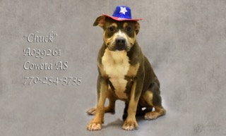 A-8ChuckA038261pic2.jpg