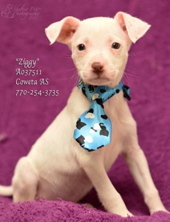 A-9ZiggyA037511pic2.jpg
