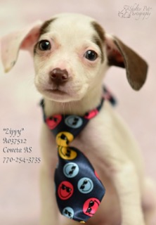 A-9ZippyA037512pic2.jpg