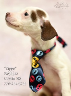 A-9ZippyA037512pic3.jpg