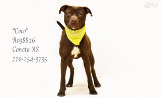 B-8CocoA038826pic2.jpg