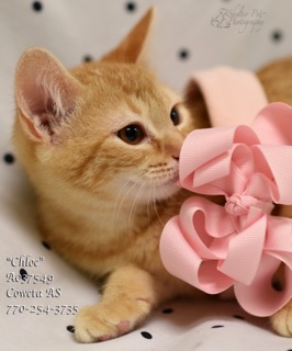 C-11ChloeA037549pic2.jpg