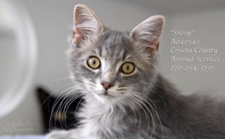 C-13SnoopA040343pic1.jpg