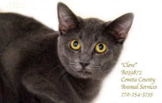 C-5CloveA039872pic1.jpg