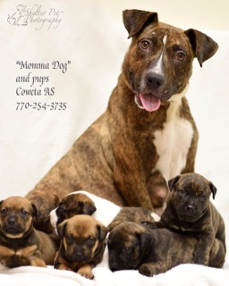PE1MommaDogandPups.jpg